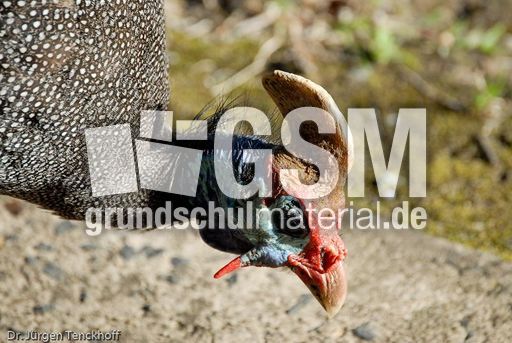 Perlhuhn (4 von 8).jpg